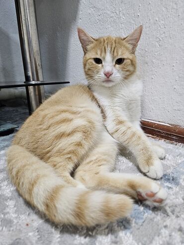 сиямские кошки: Отдадим чистую домашнюю годовалую кошку в добрые руки. в придачу идут