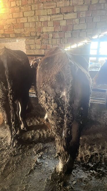 Коровы, быки: Продаю | Корова (самка) | Для разведения | Привязанные — 17