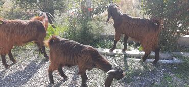 Digər kənd təsərrüfatı heyvanları: 7-8aylıq hələb çəpişləri,damazlıq və ətlik üçün əladı — 6