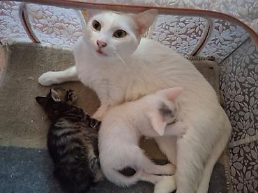 Кошки: В добрые руки — 1