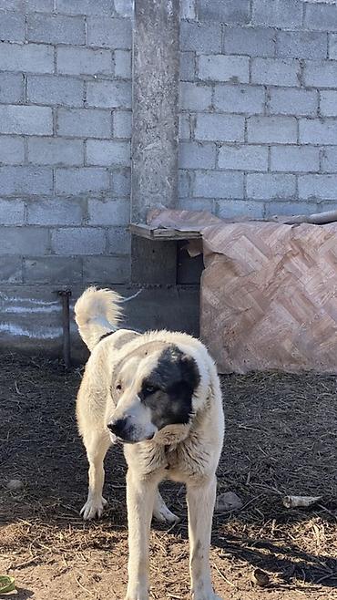 Вязка собак: Порода: среднеазиатская овчарка (алабай), . Окрас: белый с черными — 9