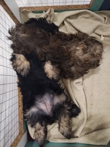 İtlər: Məhsul: Yavru itlər (iki bala) Təsvir: - Cins: Kiçik ölçülü, uzun — 1