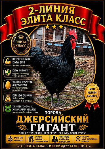 попугай ара бишкек: Джерсийский гигант жумурткага жана жөжөлөргө заказ алабыз — 7