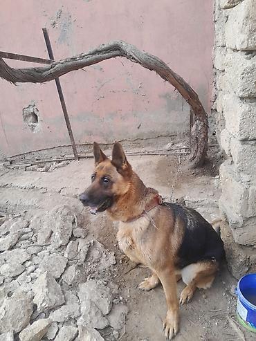 İtlər: Alman çoban iti, 3 il, Dişi, Ünvandan götürmə — 7