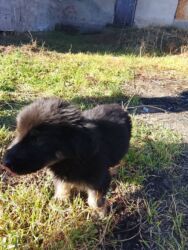 купить немецкий дог: Большой это мама а маленькие это девочка а третий это папа проста он