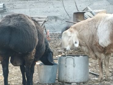 Бараны, овцы: Продаю | Овца (самка) | Арашан | Для разведения | Племенные — 11