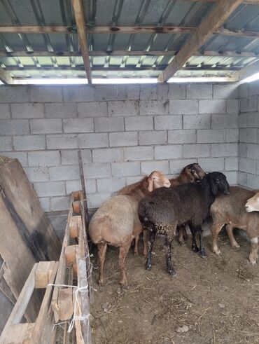 Баран, овца: Продаю | Баран (самец) | Арашан | Для разведения | Осеменитель — 5