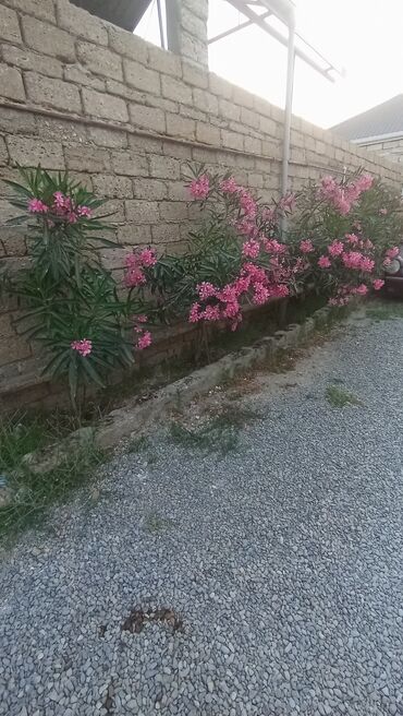 pavloniya agaci: Oleandra gülü