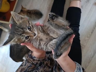 котята сиамской кошки: Котята — очаровательные малыши с разными окрасами. отдам добрые руки — 5