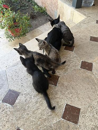 котята ош: Кошка даром: Беспородная, 2 месяца, Девочка — 1