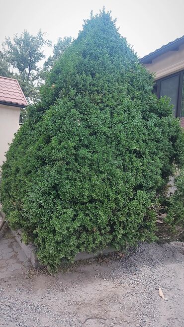 отургучтар бу: Көчөттөр дарактардын: Өзү алып кетүү