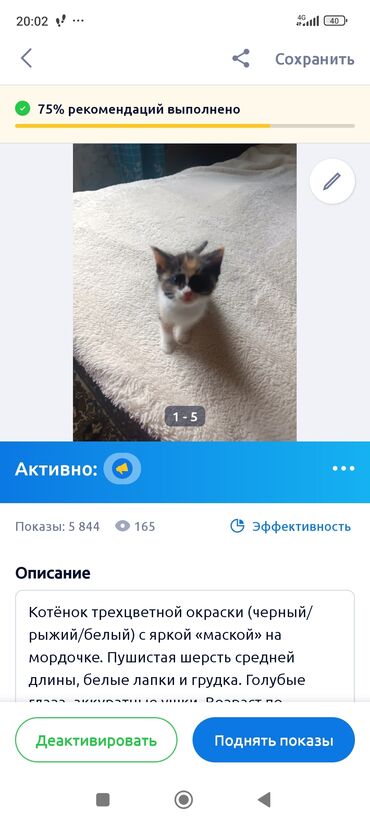 связи с переездом: Котёнок трёхцветной окраски (чёрный/рыжий/белый) с яркой «маской» на