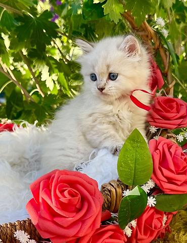 Кошки: Шотландская — 2