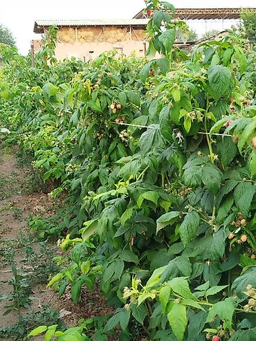 Фрукты и ягоды: Саженцы малины мапема полонез принимаю заказы на саженцы Малина — 19