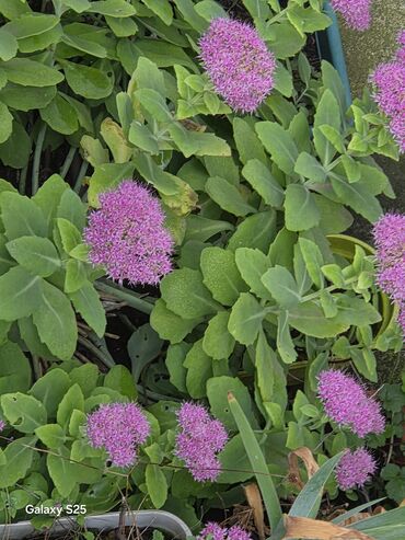 Aksesoari za kosu: Ukrasni leptir šnala – roze - Dekorativni leptir u intenzivnoj roze — 8