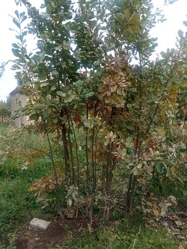 продам офисное кресло: Саженцы деревьев: Дубы