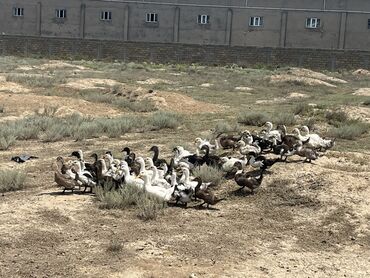 lal ördek balasi: Dişi, Damazlıq, Rayonlara çatdırılma