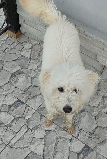 maltipoo qiymeti: Malta bolonka, 6 ay, Dişi