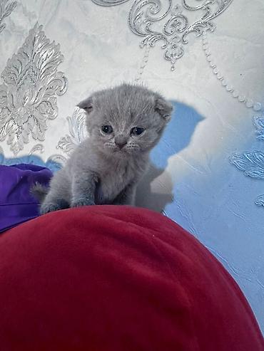 Pişiklər: Şotland — 6