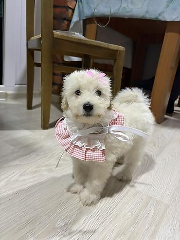 broyler cuce satisi: Toy pudle dişi 3 aylıq ağ rəngdə — 2