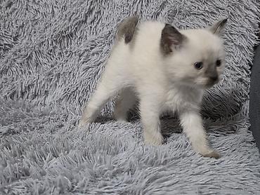 ориентальные котята купить: Котята!!!!!Сиамские Котята, кушают все, к лотку приучены Описание: - — 10