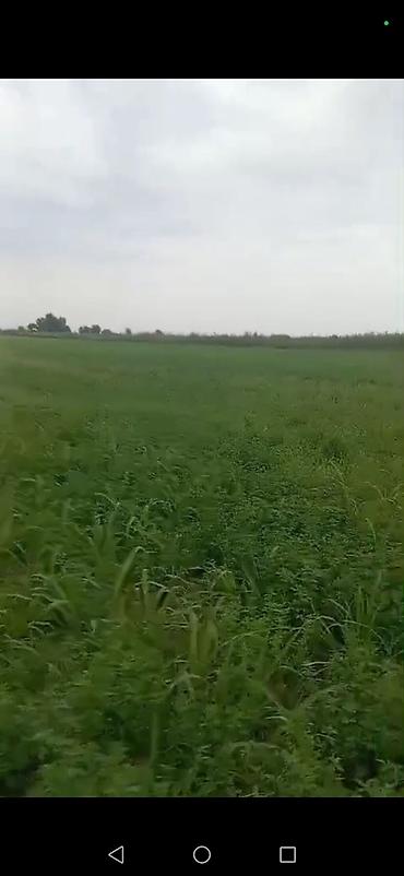 kirayə ev 20 ci sahə: Kənd təsərrüfatı — 1
