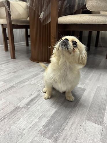 mops it: Pekines, 1 il, Dişi, Peyvəndli, Pulsuz çatdırılma — 6