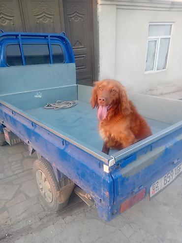 Продажа собак: Ирландски цеттр 1 год цено 200. $. кабел — 3