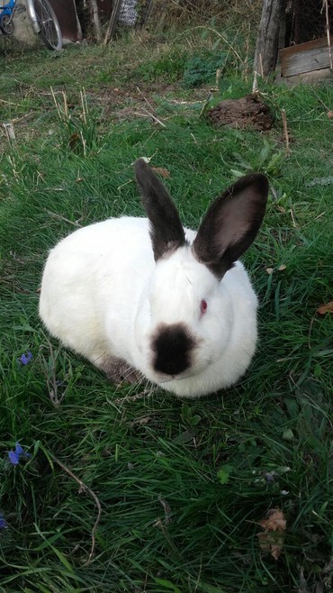 Декоративные кролики: Кролики — 6