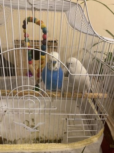 Akvarium aksessuar və ləvazimatları: Məhsul: Dalmatian/Budgerigar (nimfa deyil) cütü və qəfəs dəsti