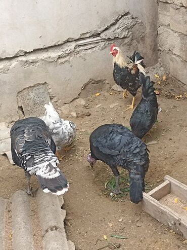 Hinduşka: Dişi, Damazlıq -da lalafo.az — 5 Hinduşka: Dişi, Damazlıq — 5