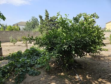 Bağ evlərinin kirayəsi: Mərdəkan, 100 kv. m, 4 otaqlı, Hovuzsuz, Kombi, Qaz, İşıq — 21