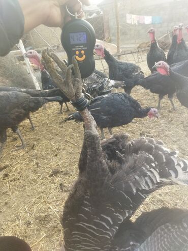 Индюки: Продаю | Индюк (самец) | Полукровка | На забой | Племенные — 20
