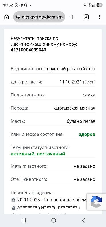 А/ч жаныбарларын сатам: Сатам | Уй (ургаачы), Бука (эркек), Кунаажын | Аргын, Алатоолук, Симментал | Көбөйтүү үчүн, Сүт алуу үчүн | Бооз — 7