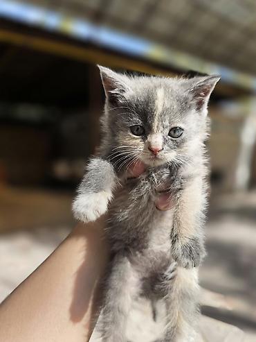 scottish fold: Котята, окрасы: черепаховый (чёрный с рыжими/кремовыми отметинами) и — 5