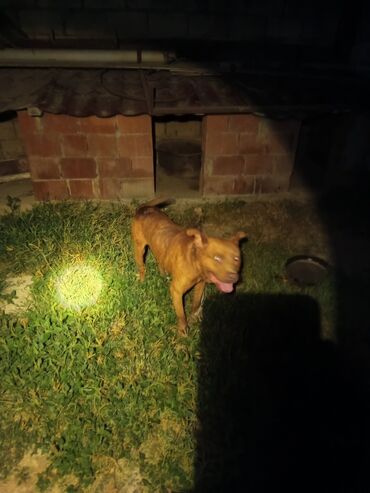 Bıçaqlar: Pitbul, 3 il, Erkek, Peyvəndli, Ünvandan götürmə