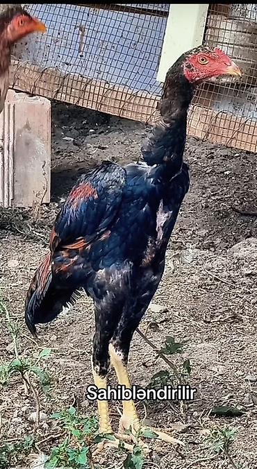ev quşlari haqqinda melumat: Xoruz, Heyratı, il: <1, Ünvandan götürmə, Ödənişli çatdırılma, Rayonlara çatdırılma — 1