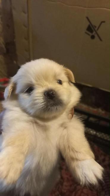 it satiram: Pekines, Dişi — 1