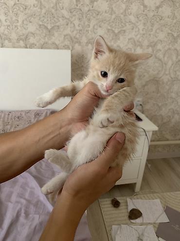кошка в бишкеке: 2 месяца, Девочка, Приучена к лотку — 3