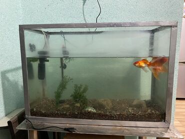 где можно купить аквариум: Продаю рыб с аквариумом обьем 100 литров пользовались пол года