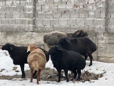 Бараны, овцы: Продаю | Баран (самец) | На забой, Для разведения