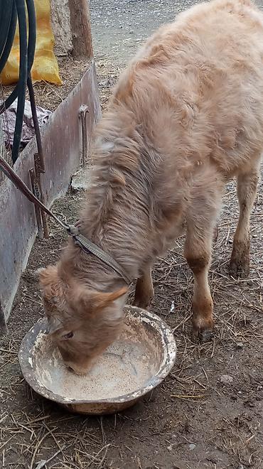 Коровы, быки: Продаю | Тёлка — 5