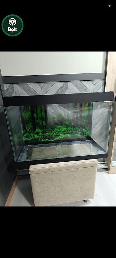 Akvariumlar: Topdan satılır say çoxdu ölçülər 30×25×15 (. 11 litir qapaqlı və -da lalafo.az — 17 Akvariumlar: Topdan satılır say çoxdu ölçülər 30×25×15 (. 11 litir qapaqlı və — 17