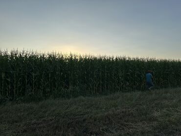 продать яблоки оптом: Жүгөрү Дүңүнөн, Өзү алып кетүү