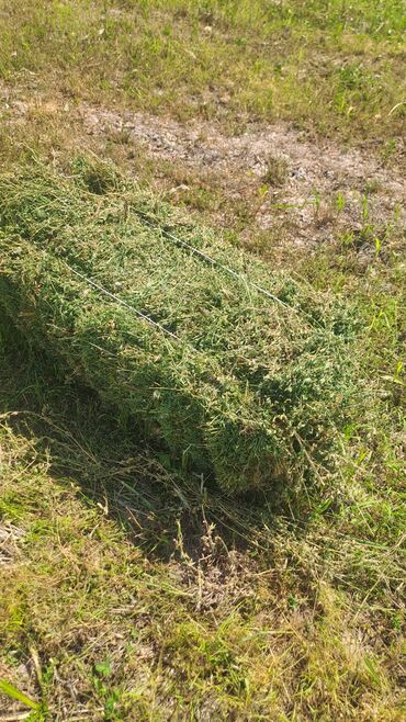баран живой: Рулон газонной травы, готовый к укладке. Этот рулон плотно скручен и