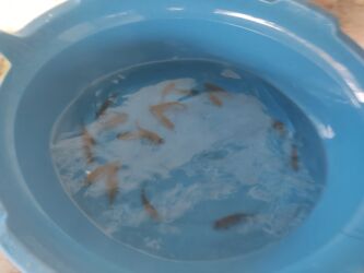 Balıqlar: Balig 19 ededi kalp baligi — 9