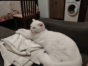 Pişiklər: Şotland yastı qulaq, Erkək, Yaxşı əllərə, Ünvandan götürmə — 3