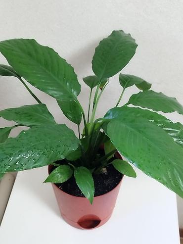 Спатифиллум (Spathiphyllum) в горшке - Компактный куст с крупными at lalafo.kg Спатифиллум (Spathiphyllum) в горшке - Компактный куст с крупными