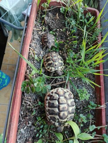 Ostale životinje: Prodajem kornjacice stare mesec dana Sanja Beograd