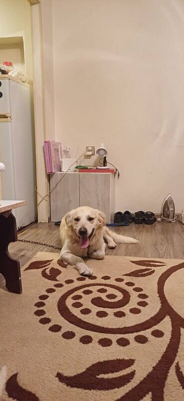 barter itlə: Labrador-retriver, 2 il, Erkek, Peyvəndli
